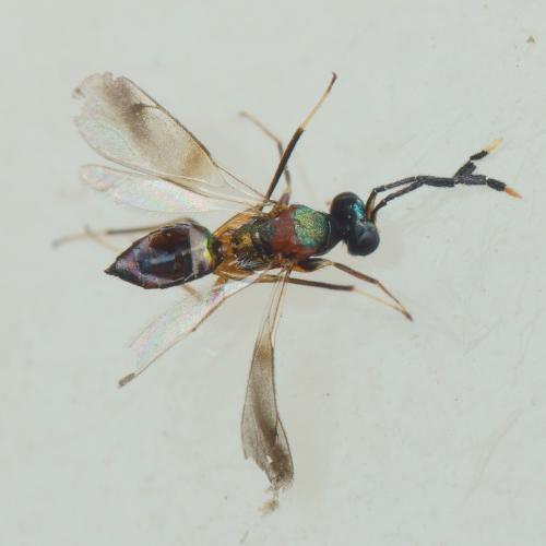 Hemiptarsenus ornatus